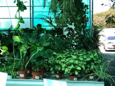 Plants