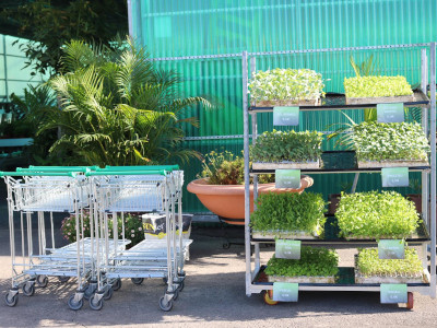 Plants