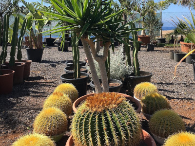 Plants