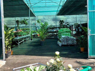 Plants