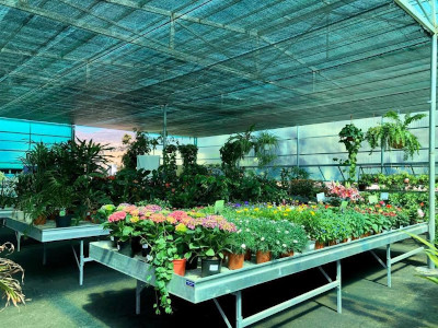 Plants
