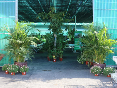 Plants