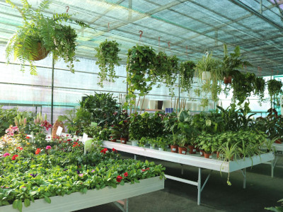 Plants