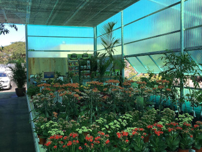 Plants