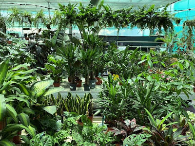 Plants