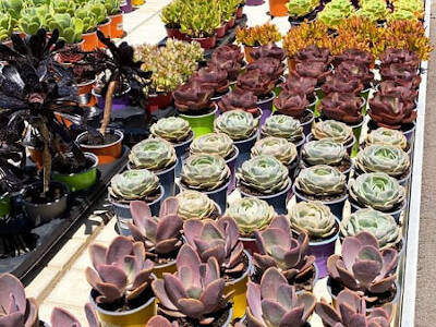 Plants