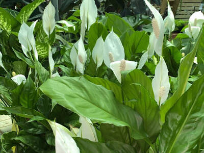 Plants