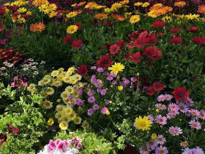 Plants