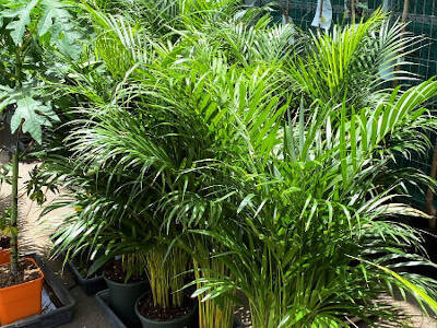 Plants