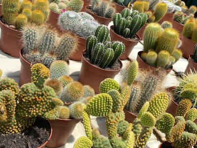 Plants