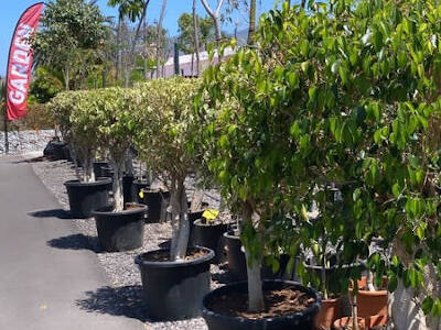 Plants