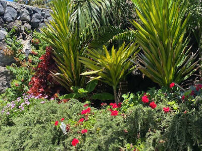 Plants