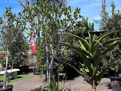 Plants