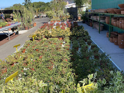 Plants