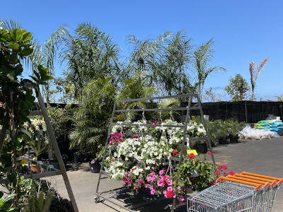 Plants