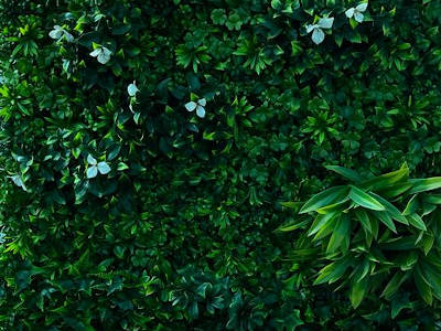 Plants