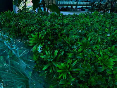 Plants