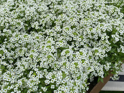 Plants