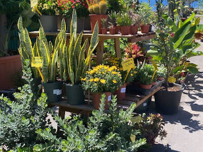 Plants