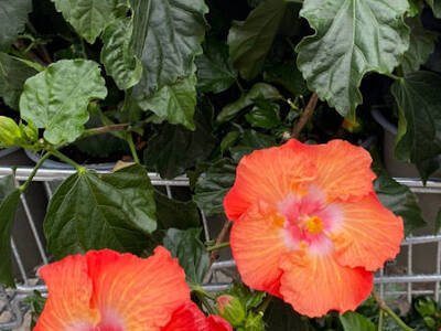 Plants