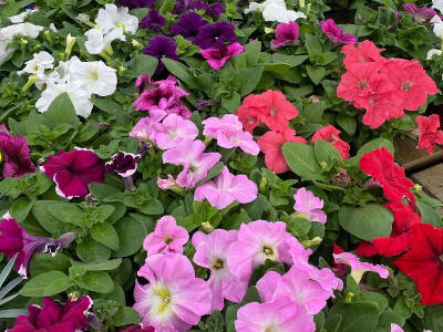 Plants